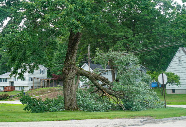 How Our Tree Care Process Works  in  Cold Springs, NV